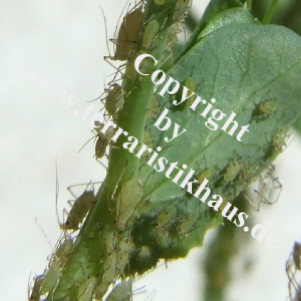 Erbsenblattläuse - Acyrthosiphon pisum - Futtertiere - Hellenthal