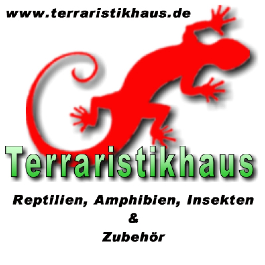 Jungferngeckos, Frösche, Zwergchamäleons - Sonstige Reptilien - Hellenthal