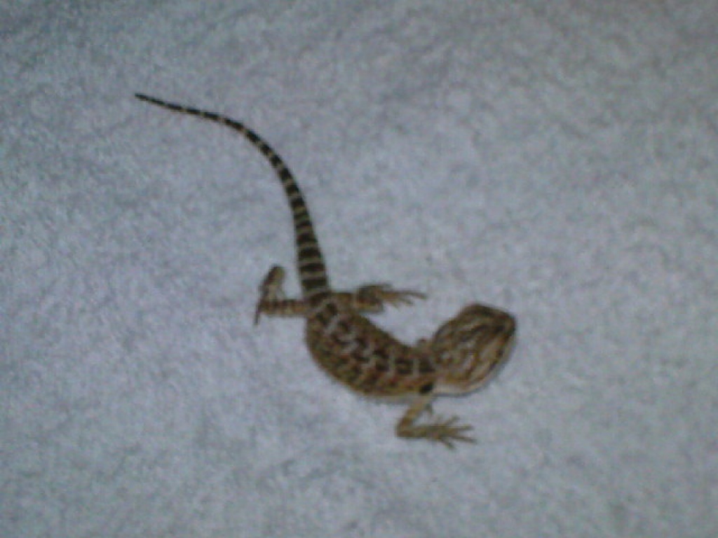 Bartagamenweibchen - Bartagame - Erfurt