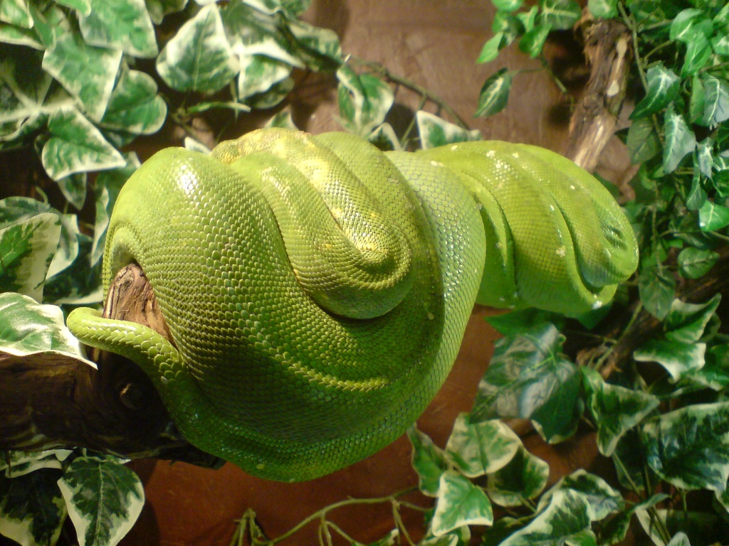 Gebe 1.1 Morelia viridis 03 (Biak)+ Terrarium und Kornnattern+ Terrarium ab. - Schlangen - Reutlingen