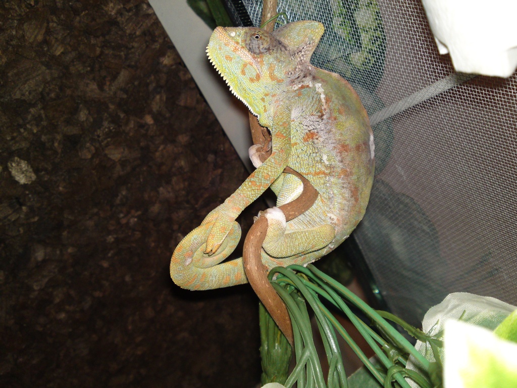 Jemenchamäleon inklusive Terrarium abzugeben - Chamaeleon - Waiblingen