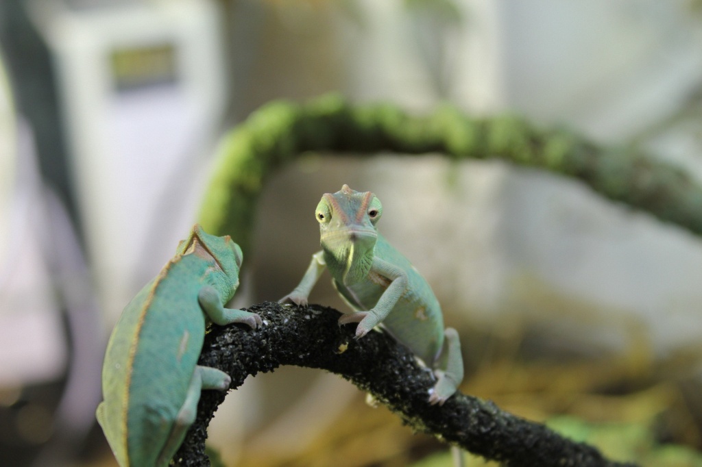 Jemenchamäleons (Chamaeleo Calyptratus) von November 2021 - Chamaeleon - Moers