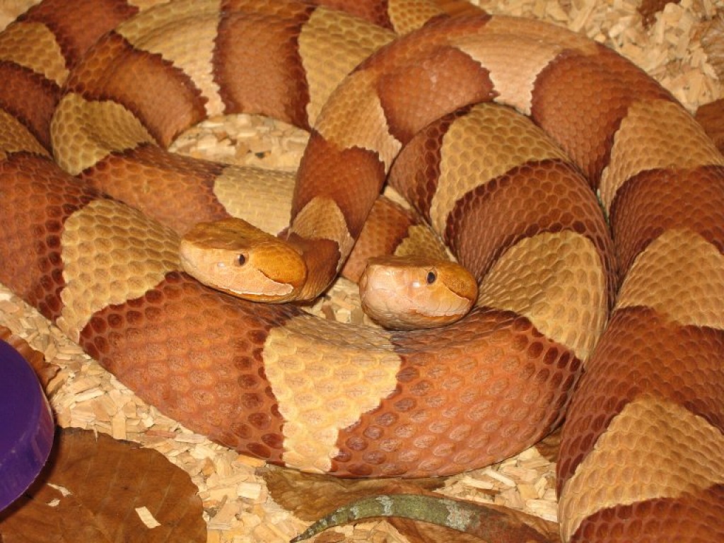 Agkistrodon contortrix contortrix - Schlangen - Gerschweiler