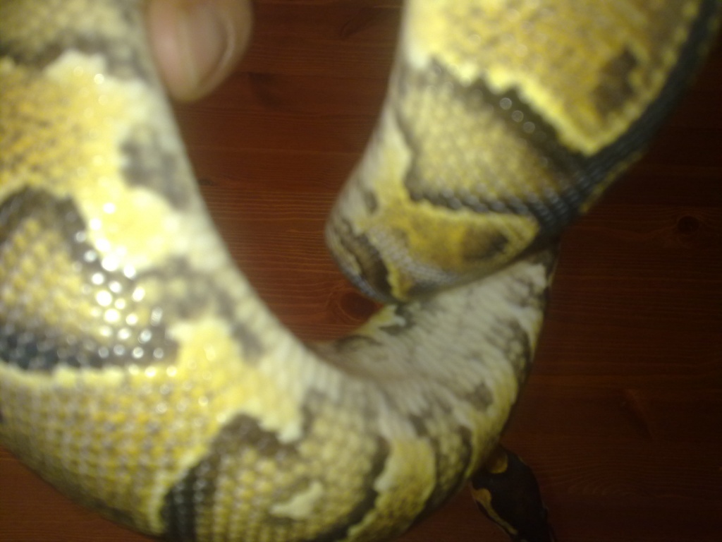 1.0 und 0.1 Yellow Belly 100% HET  IVORY KÖNIGSPYTHON DNZ 010 - Schlangen - Frankfurt am Main