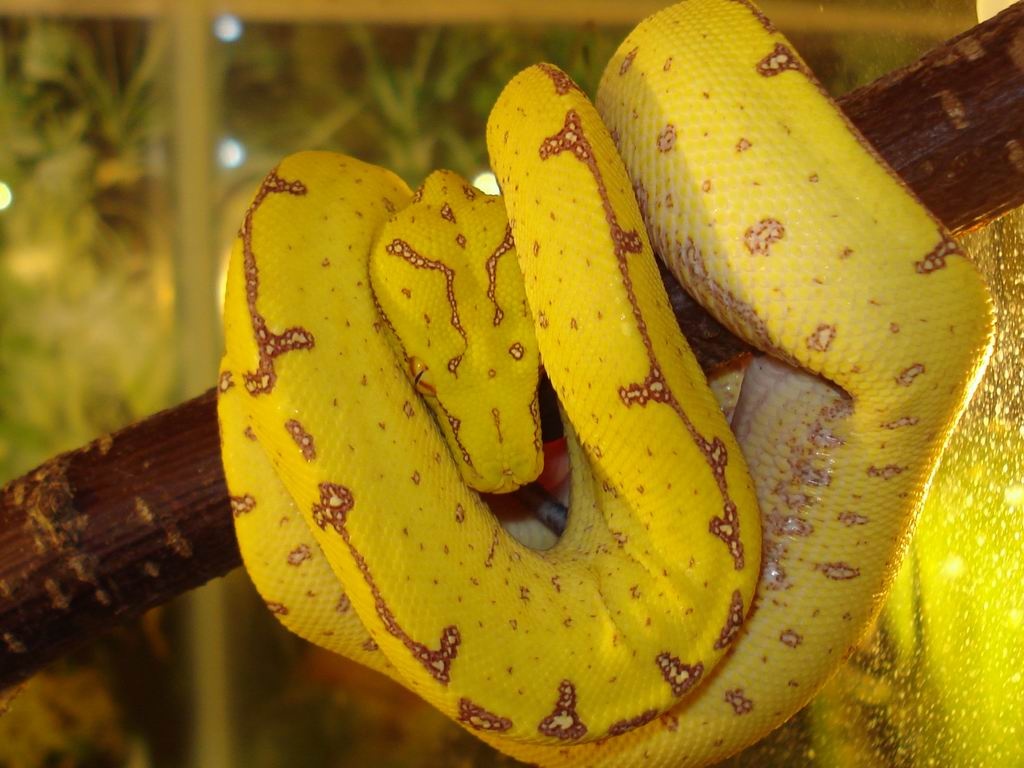 Morelia viridis (Sorong) - Schlangen - Hoppegarten