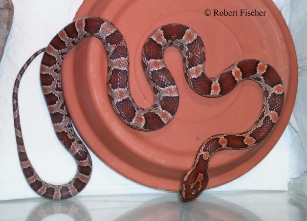 Kornnatter eigene NZ 2021 - Schlangen - Dortmund