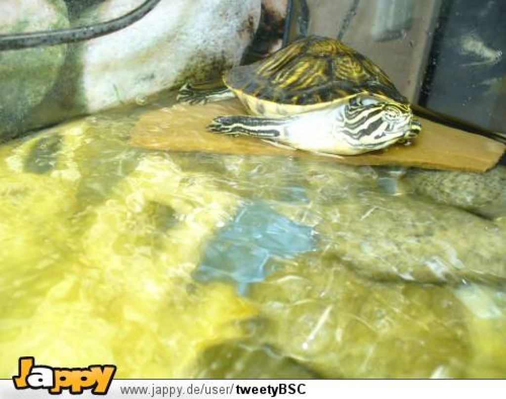 Wasserschildkröten  Schmuckschildkröten - Schildkroeten - Berlin