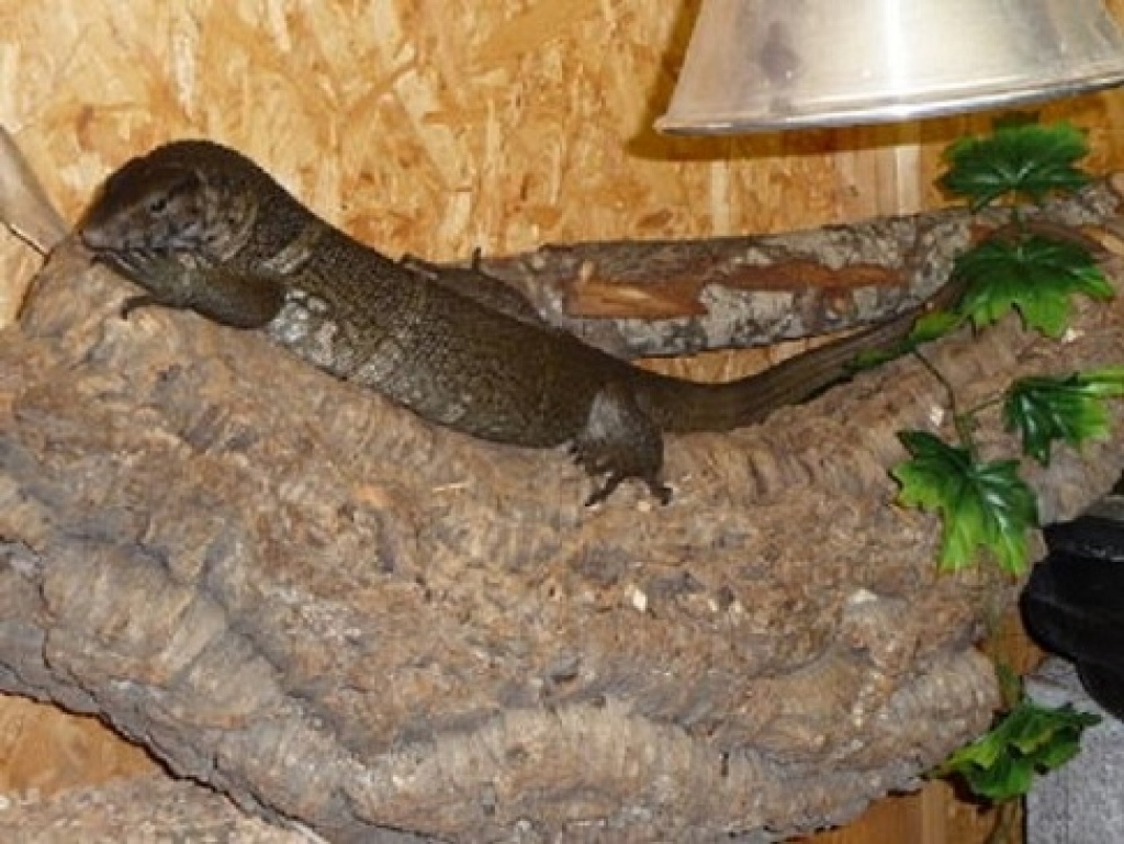 0.1 Varanus dumerilii    Dumerils Waran - Warane - Donauwörth