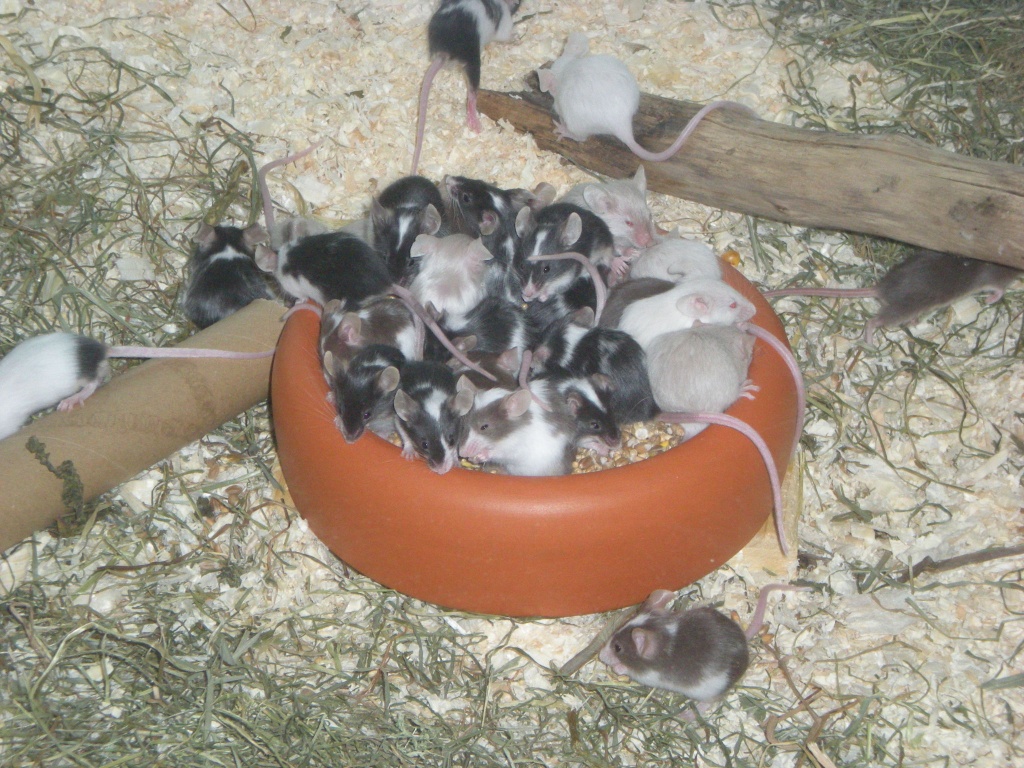 Futtermäuse abzugeben - Futtertiere - Gerschweiler