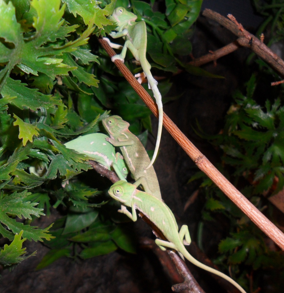 Jemenchamäleon Babys - Chamaeleon - Ebersdorf bei Coburg