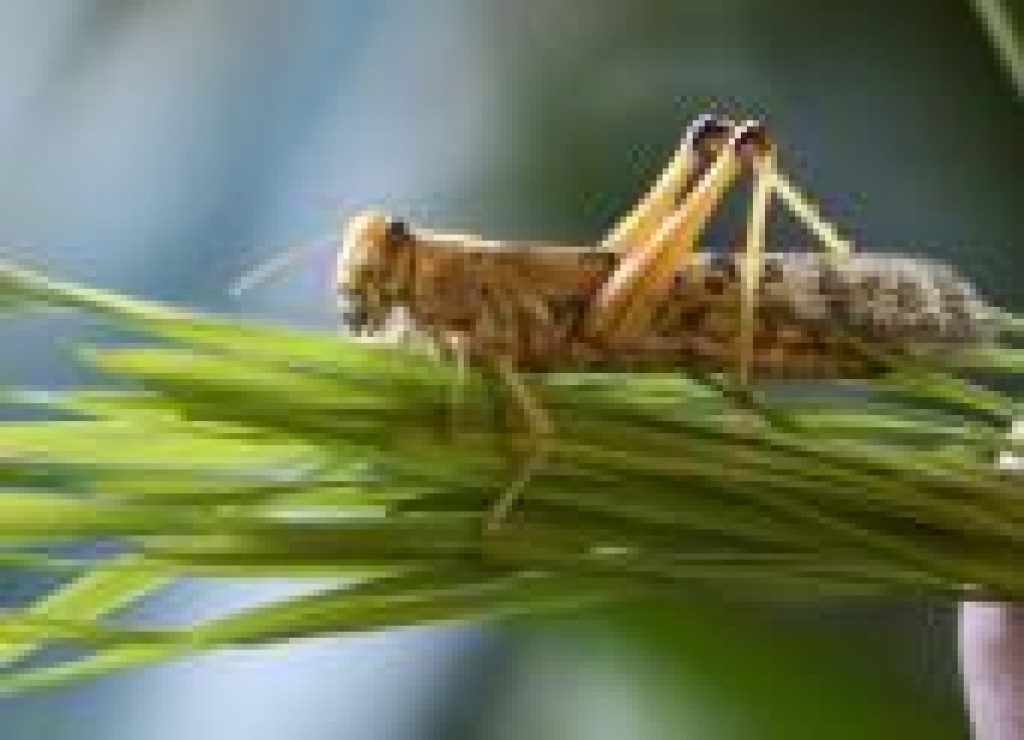 Futterinsekten (Heuschrecken, Heimchen, Mehlwürmer usw.) - Futtertiere - Wendehausen