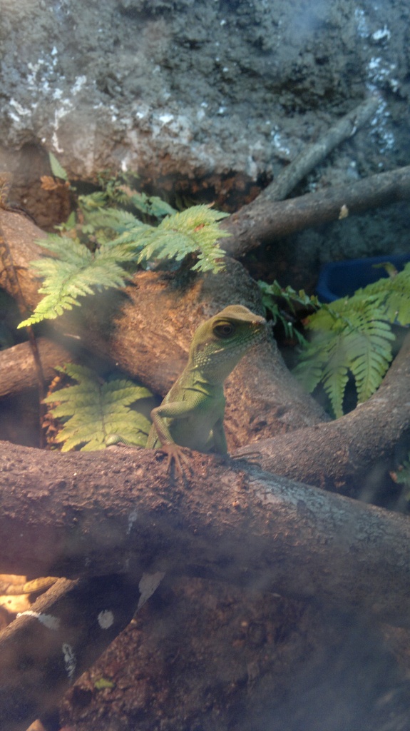 3 Grüne Wasseragamen (Physignathus cocincinus) - Echsen - Jessen Elster