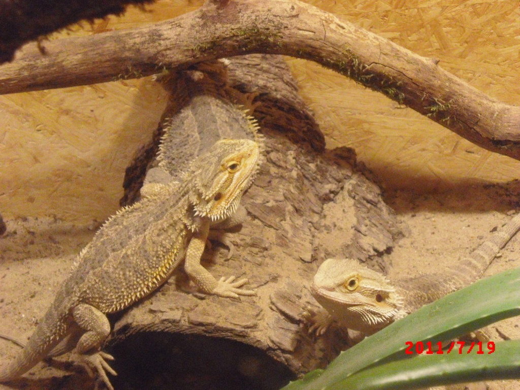 3 Bartagamen mit XXL-Terrarium 180 Euro VB - Bartagame - Bad Saulgau