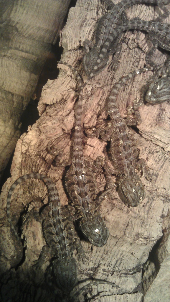 Bartagame - Babys zu verkaufen - Bartagame - Goldenstedt