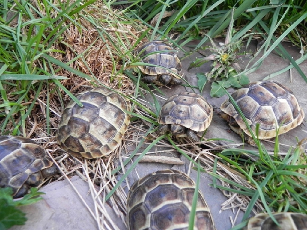 Griechische und Maurische Landschildkröten NZ 2021 - Schildkroeten - Pellingen