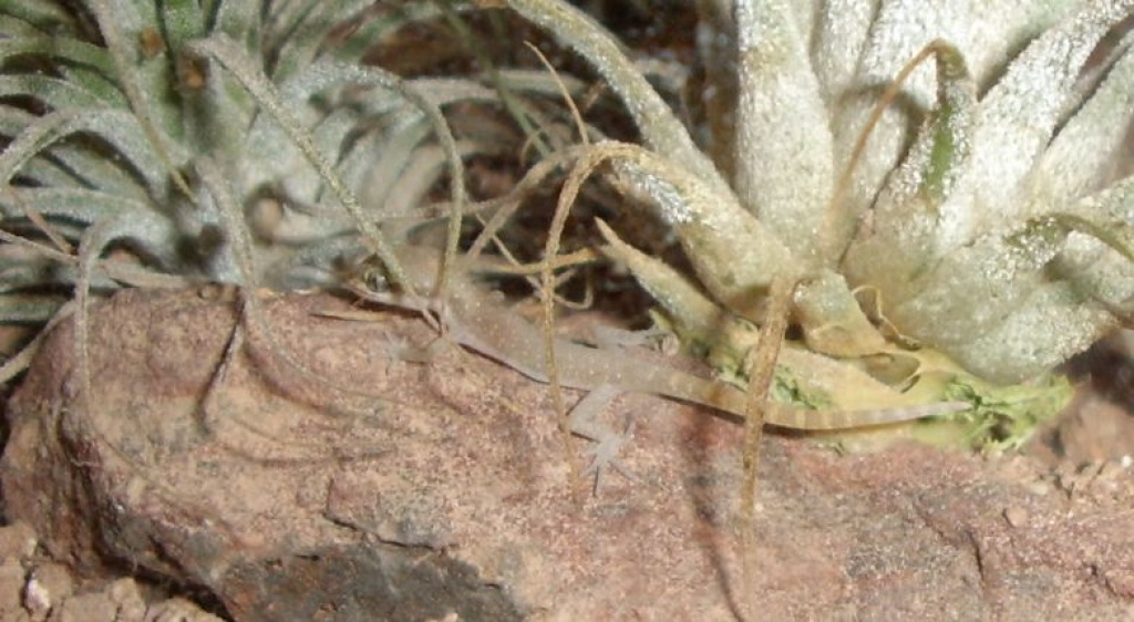Zwergwüstengecko Tropiocolotes Tripolitanus 3,2,8 - Gecko - München