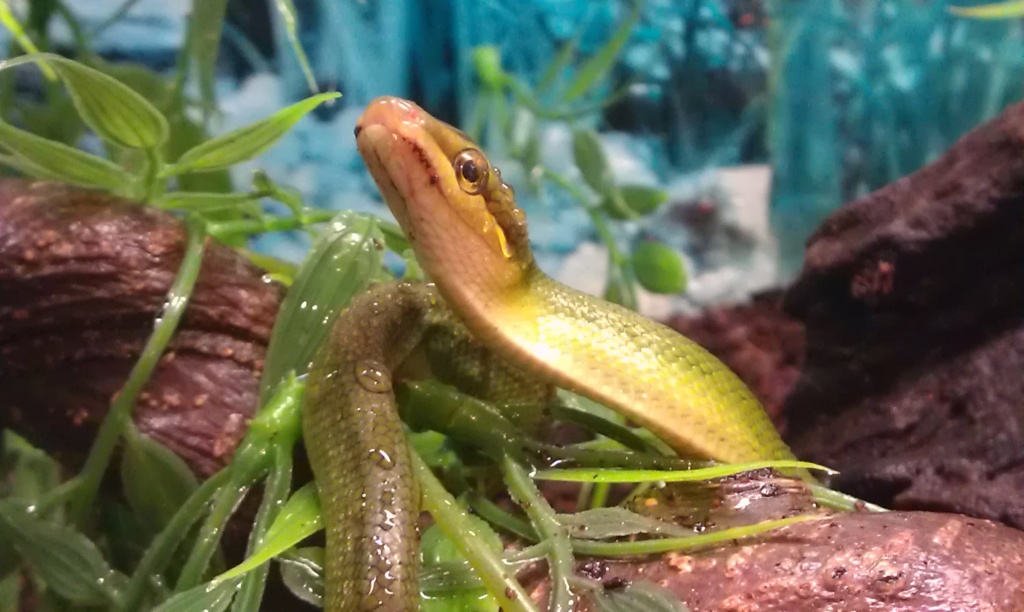 Spitzkopfnatter NZ 2021 0.0.1 Gonyosoma oxycephalum - Schlangen - Verl