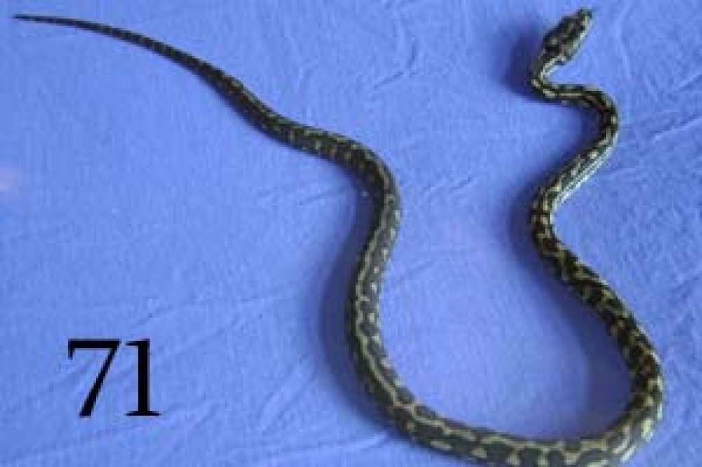 4.4 Dschungelteppichpython (Morelia Spilota Cheynei) für 150 Euro - Schlangen - Wilhelmshaven