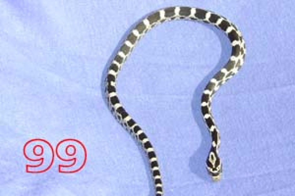 Kornnattern (Pantherophis Guttatus, Classic und Black Albino) ab 15 Euro - Schlangen - Wilhelmshaven