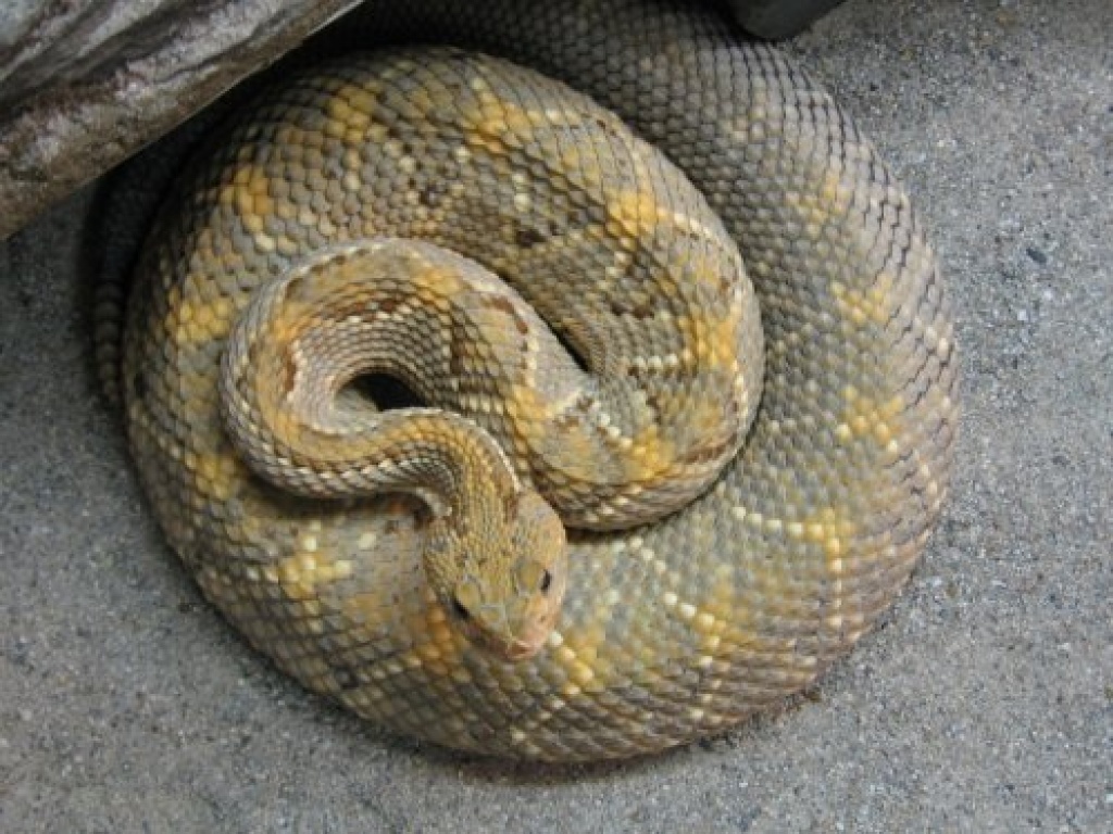 Aruba-Inselklapperschlangen - Schlangen - Sulzbach