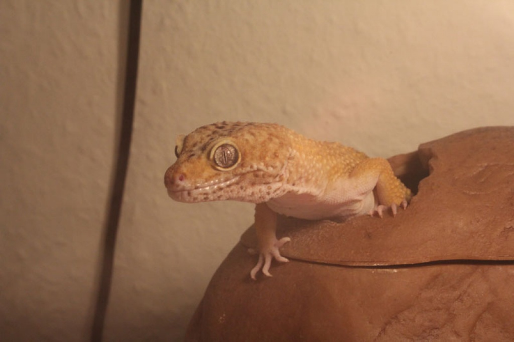 2 bildhübsche Leopardgeckoweibchen (auch einzeln) abzugeben - Gecko - Lich