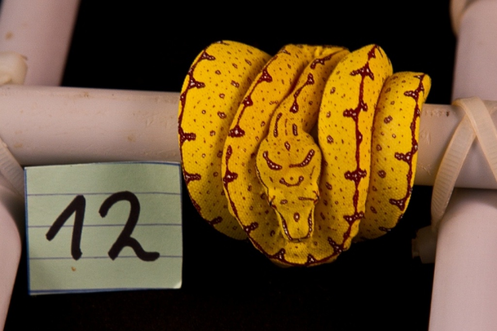 Biete 7 Morelia Virdis aus eigener NZ - Schlangen - Marne