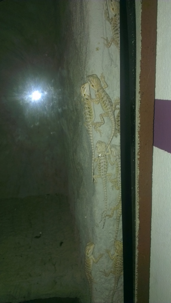 Verkaufe wunderschöne Farbbartagamen - Bartagame - Dresden