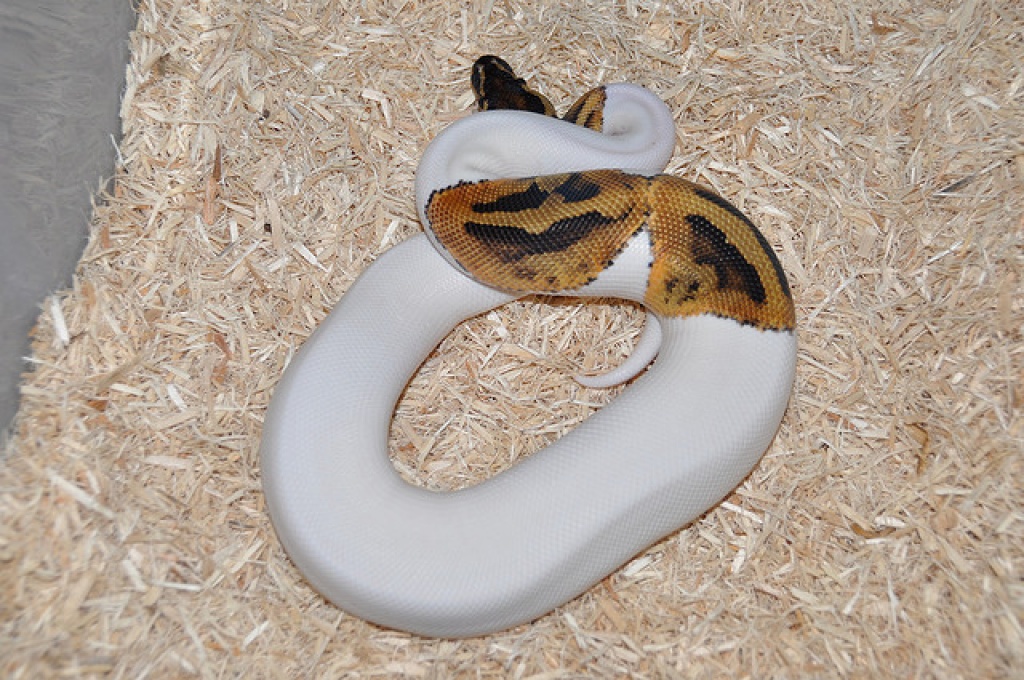 Königspython Nachzuchten 2021/ 2021  zu verkaufen - Schlangen - München