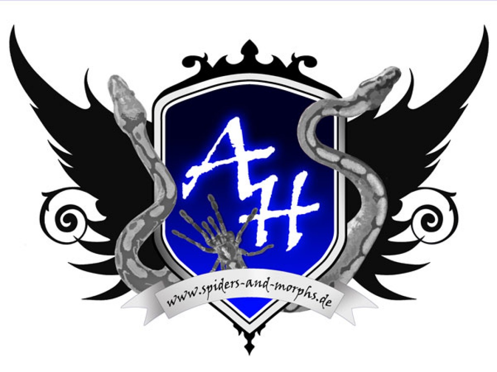 Python Regius Nachzuchten - Schlangen - Wallersdorf