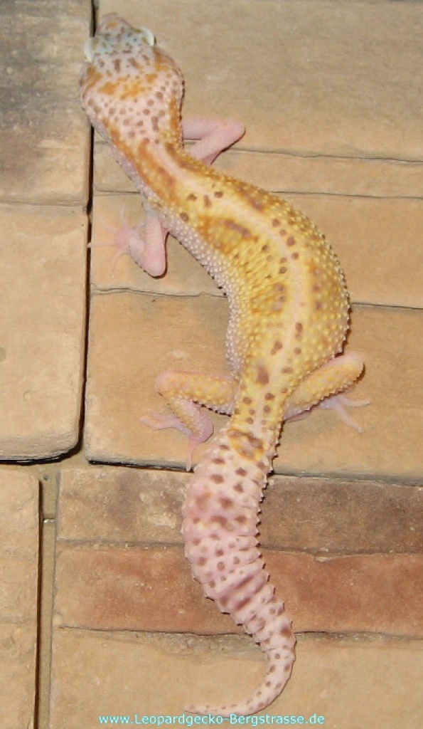 Leopardgecko Nachzuchten 2021 abzugeben - Gecko - Bensheim