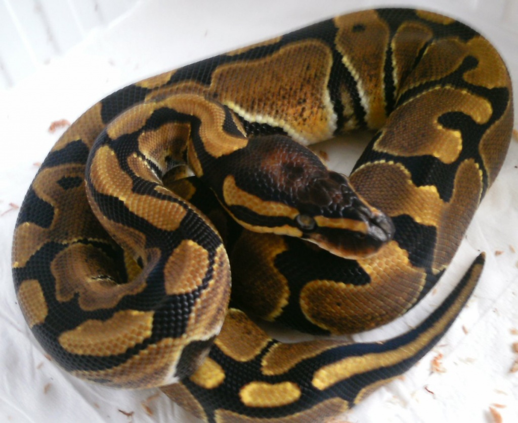 Python regius ENZ 2021 - Schlangen - Denkingen