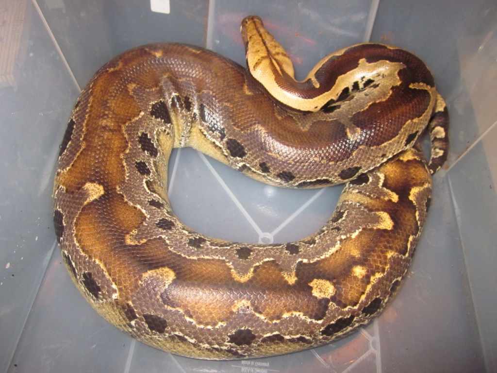 1.0 Python breitensteini (Blutpython) - Schlangen - Peine