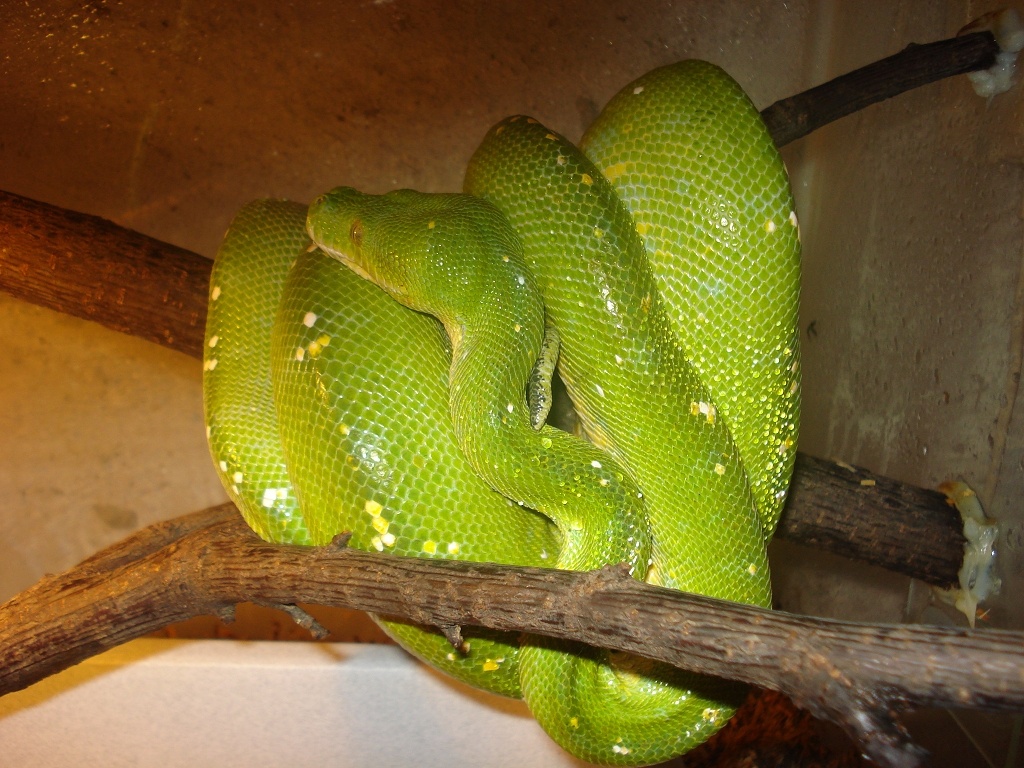 Morelia viridis(Aru) - Schlangen - Hoppegarten OT/Hönow