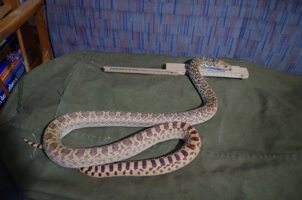 Bullennatter Pituophis Catenifer Anectens - Schlangen - Würzburg