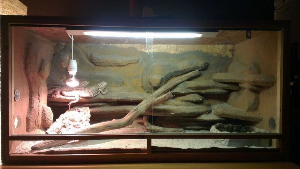 Terrarium 120x60x60 mit Bartagamen inkl. Zubehör - Bartagame - Rheda Wiedenbrück