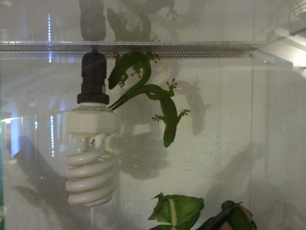 2 Phelsuma (madagascariensis) grandis - Madagaskar Taggecko - Gecko - München