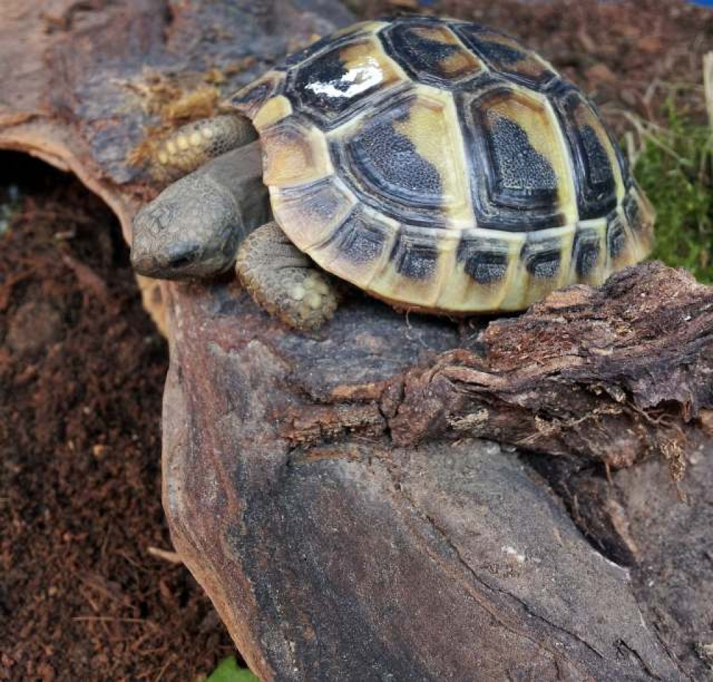 Griechische Landschildkröten (Thb) - Schildkroeten - Wolfenbüttel