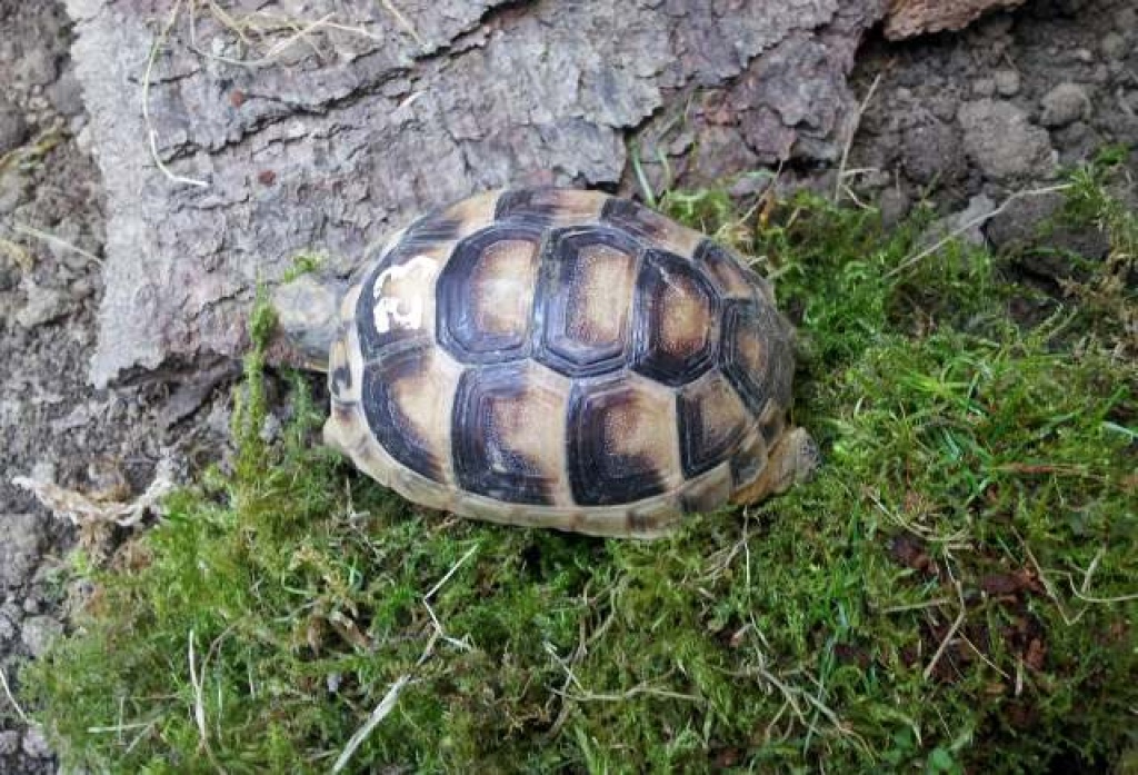 Breitrandschildkröten - Testudo marginata - Schildkroeten - Wolfenbüttel
