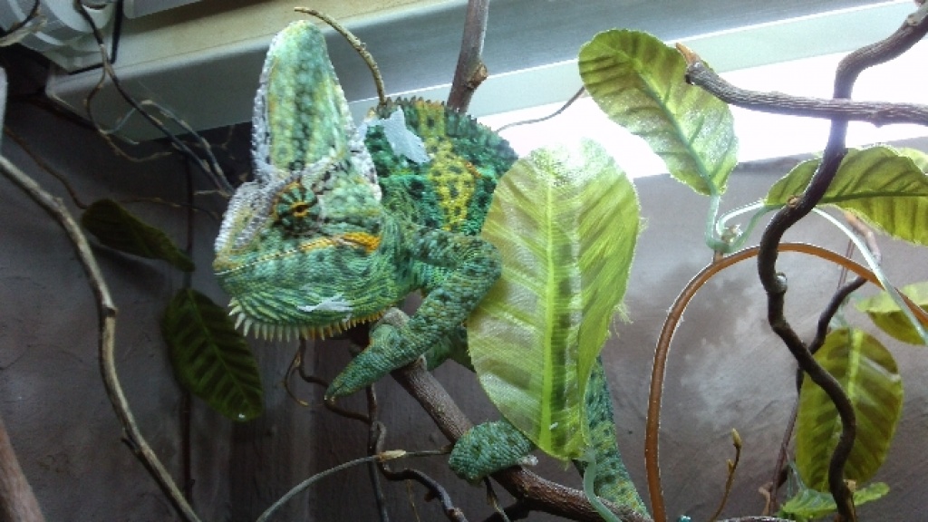 Jemenchamäleon Männchen - Chamaeleon - Brieskow Finkenheerd