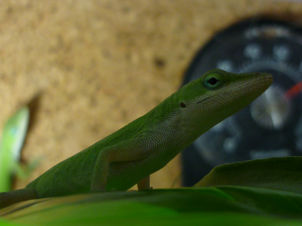 Neues Zuhause für Rotkehlanolis gesucht - Anolis - Lörrach