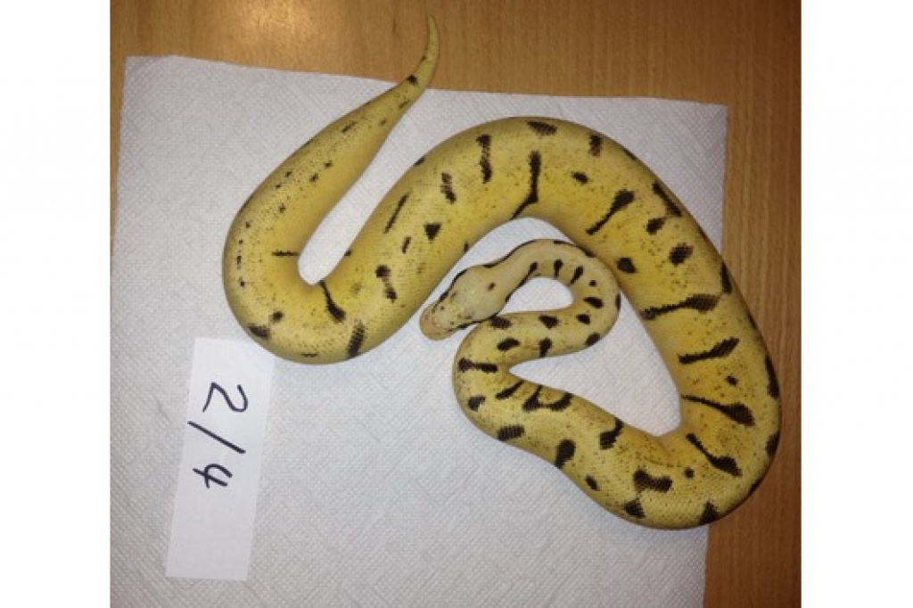 Verkaufe BumbleeBee, Piebald, Pinstripe, HC Albino ENZ 2021 - Schlangen - Nürnberg
