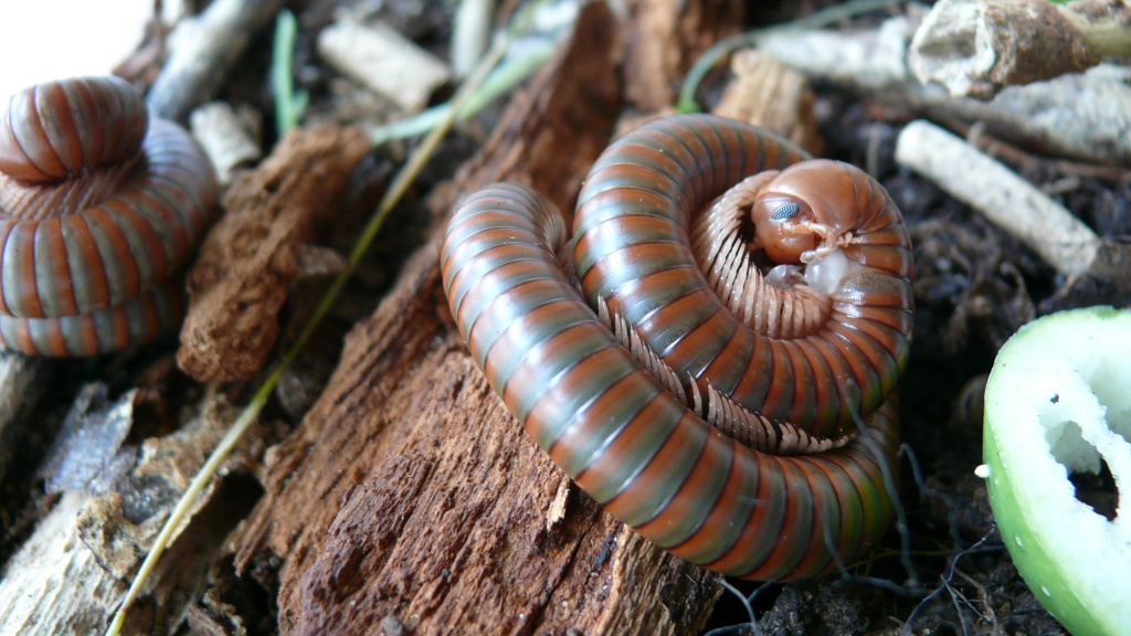 Spirostreptus spec. 1 Tausendfüßer (Tausendfüsser Tausendfüßler Tausendfüssler) - Sonstige Reptilien - Königswinter