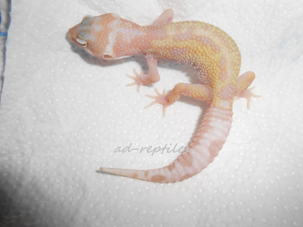 Leopardgecko Nachzuchten aus 2021 - Gecko - Aukrug