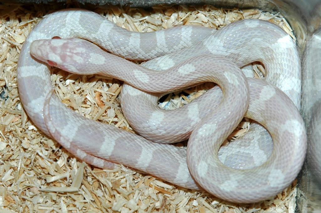 Kornnatter (Pantherophis guttatus) - Schlangen - Ludwigshafen am Rhein