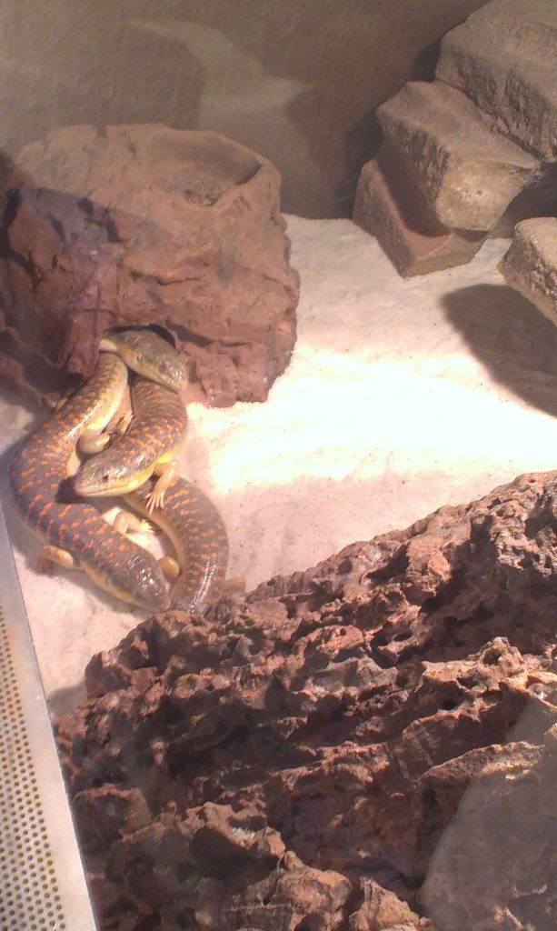 Berber Skinks inkl. Terra abzugeben - Sonstige Reptilien - Niederems