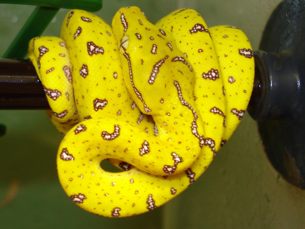 Morelia viridis Aru - Schlangen - Hoppegarten