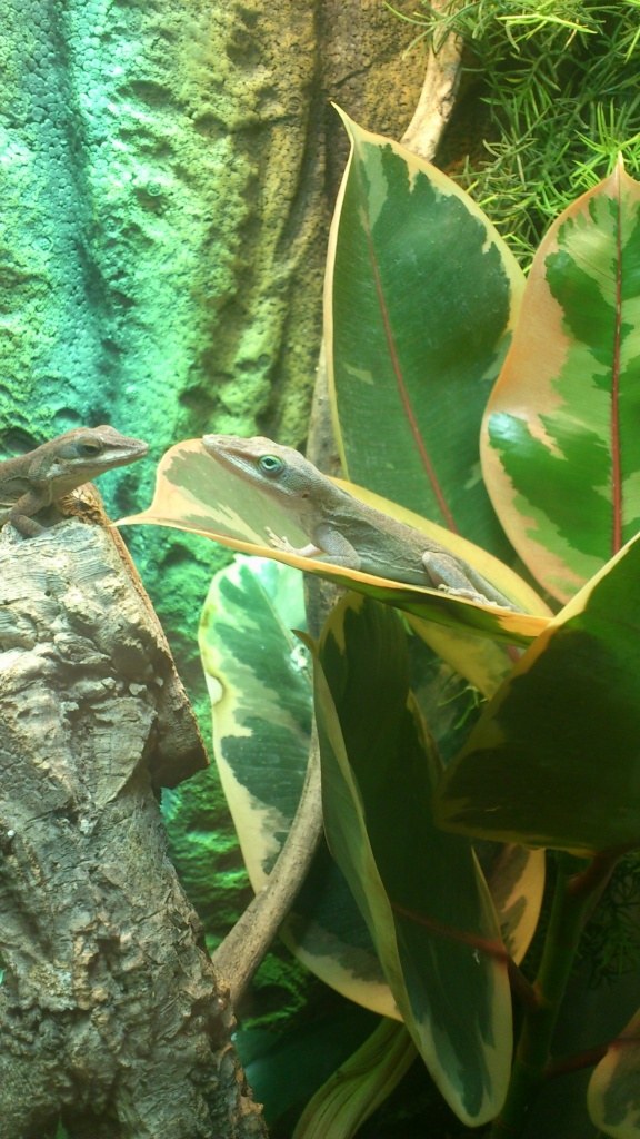 Rotkehlanolisnachzucht (männchen) abzugeben - Anolis - Erbach