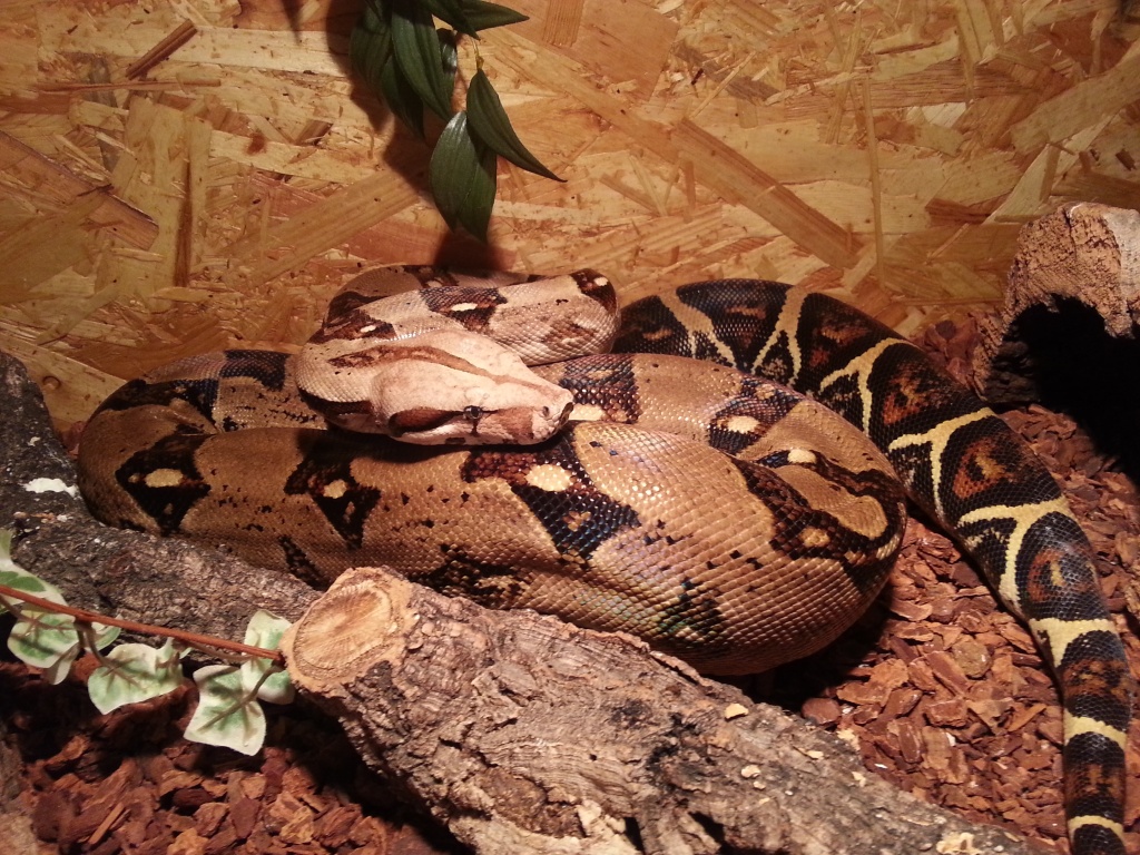 Boa Constrictor Imperator - Schlangen - Hamburg