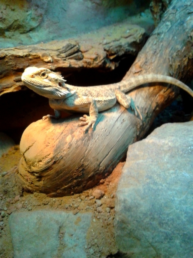 Bartagamen Männchen abzugeben - Bartagame - Berlin