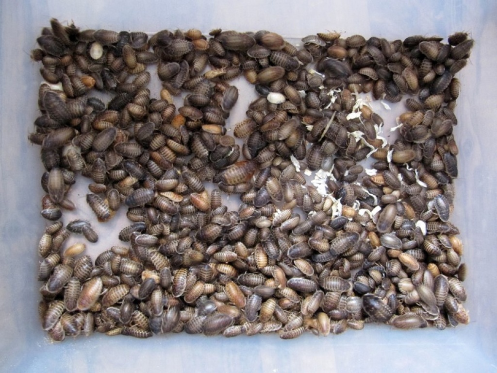 1000 Argentinische Waldschaben (Blaptica dubia) gemischt! - Futtertiere - Zellingen